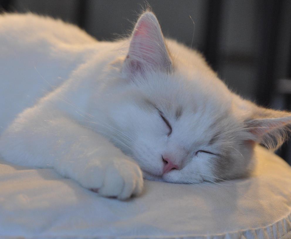 5个有关猫咪睡觉的冷知识,其中学问可大着呢,错过等于