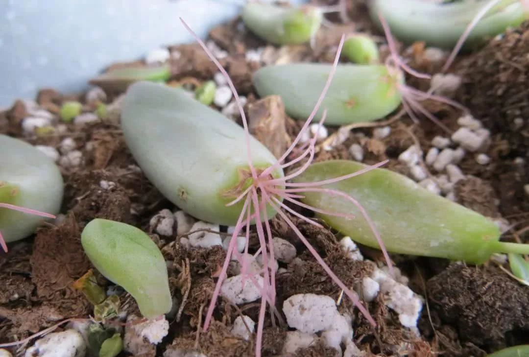 这些叶子肥厚的多肉植物可以直接扦插繁殖,叶片铺土面