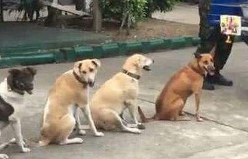 4只狗狗排队等着主人喂食,十分乖巧,主人:我烤烧烤养你们