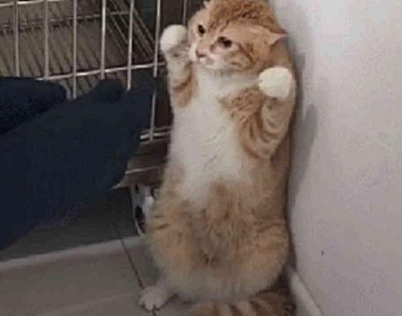 给橘猫绝育,累的医生一头汗,医生:快把它带走,它疯了