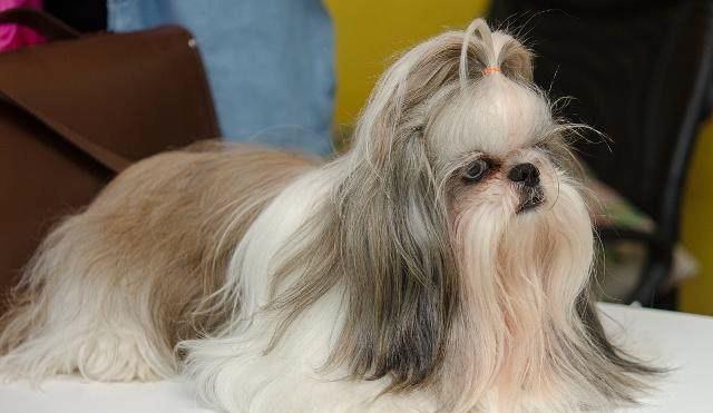 最漂亮的狗 新浪（移动端）