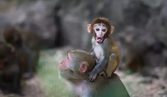 人猴同乐:温暖天堂,海南南湾猴岛!