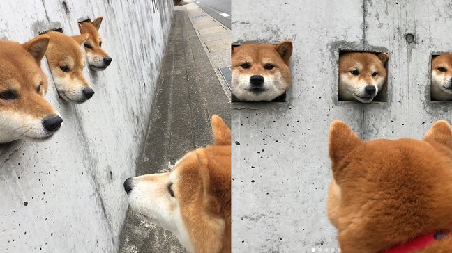 这两种犬称为微笑天使，你更喜欢哪一种呢