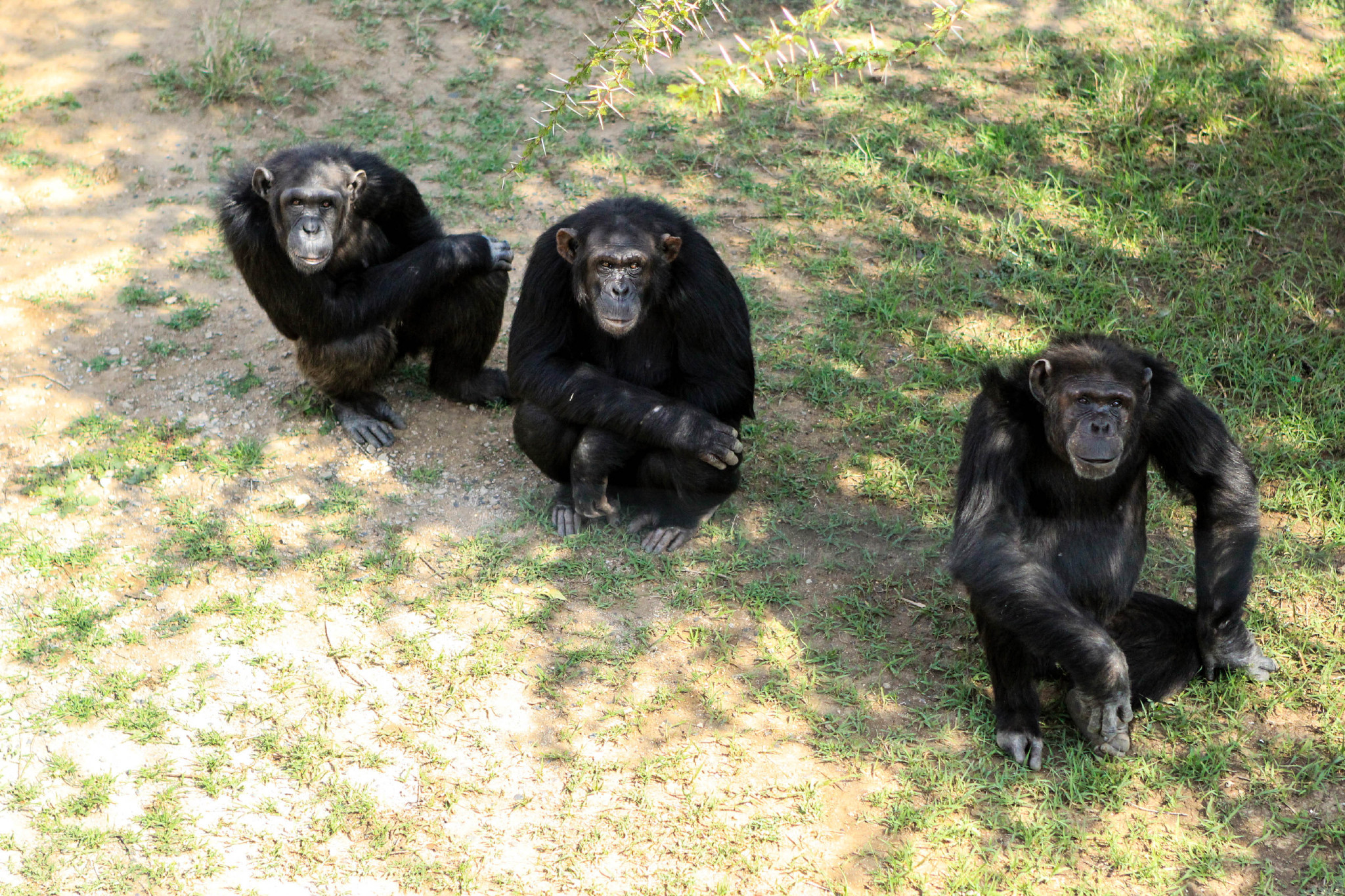 与猩猩的实验均以失败告终!为什么说人类是唯一不能杂...