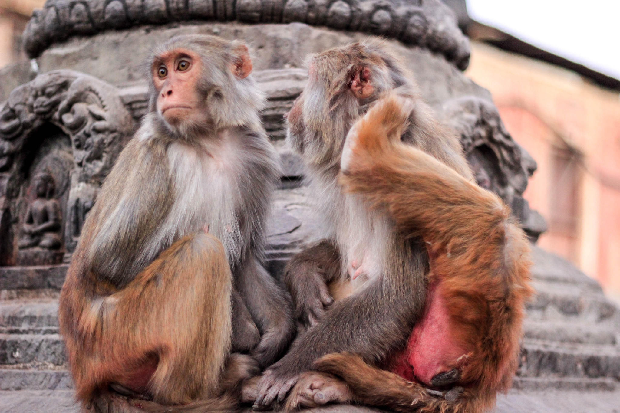 探寻尼泊尔加德满都“花果山”：这里的猴子已成精|猴庙|花果山|加德满都_新浪新闻