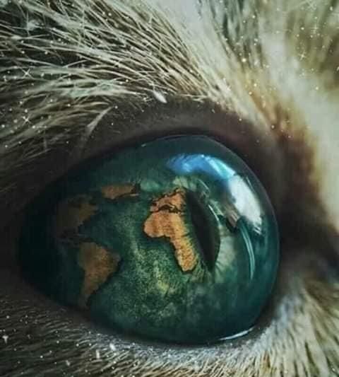 世界上最漂亮的猫眼睛!