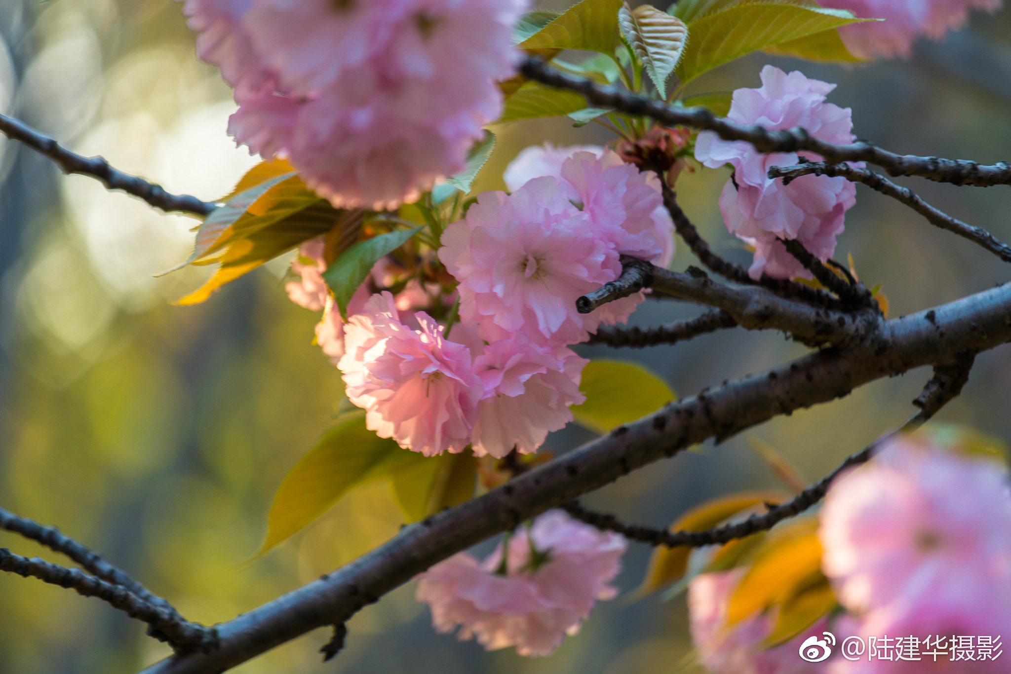 樱花谢幕了 海棠花登场了