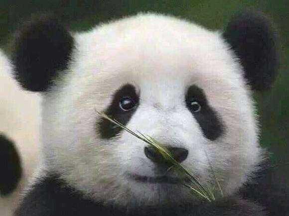 国宝大熊猫在美国有多受欢迎?动物园被吃垮人们也不愿送走