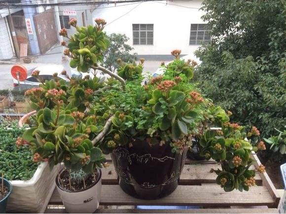 冬季长寿花、玉树养护有技巧，肥料有“心机”，成为老桩很简单！