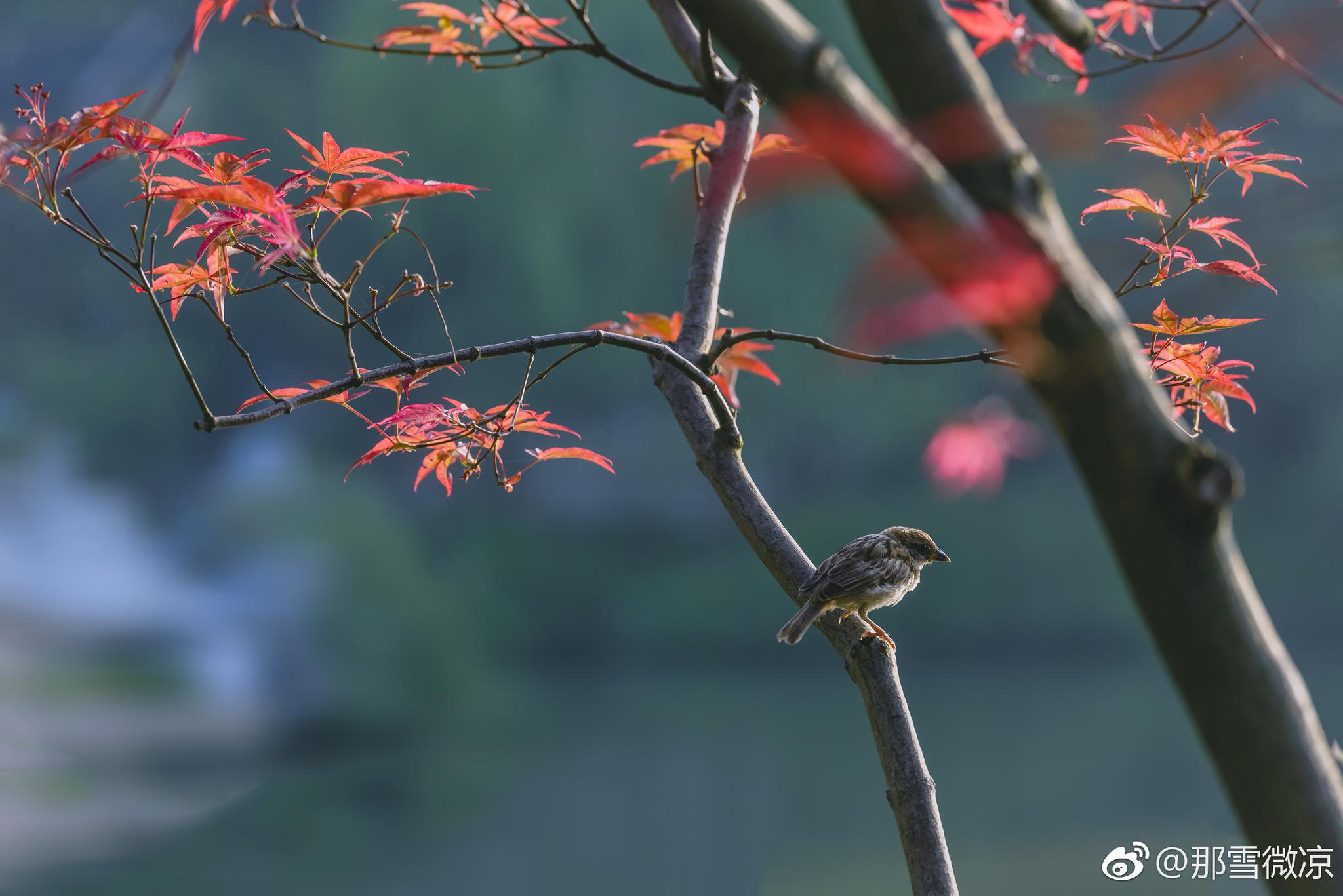紅葉是秋天最好的禮物 瘦西湖