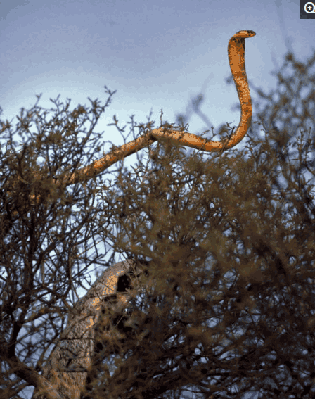 非洲小霸王的美食谱: 从来都无所畏惧, 能动的都