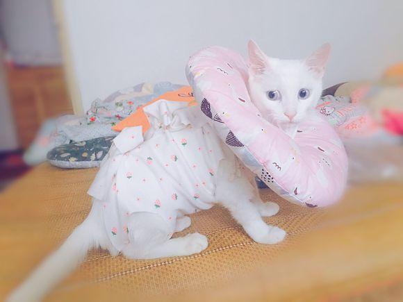 网友带猫咪去做绝育手术,一周后伤口还没有痊