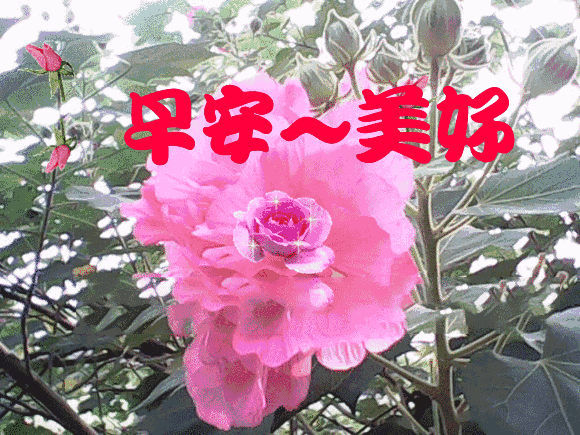 2018特漂亮早上好表情动态图片 早上好问候祝福句子精选