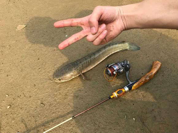 云南男子频繁钓到“蛇头鱼”,凶猛异常,疑外来物种南鳢