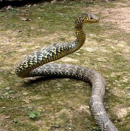 王锦蛇，也叫黄蟒蛇菜花蛇等，是一种体型比较大的无毒蛇!