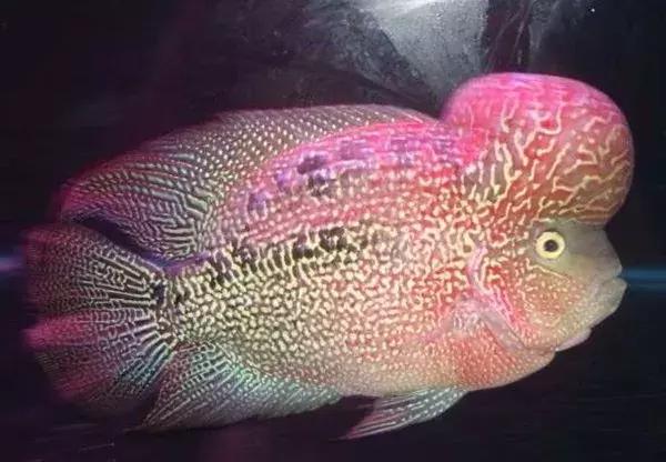 帝王金花罗汉鱼苗鉴别，请对照自己养的鱼是不是帝王！
