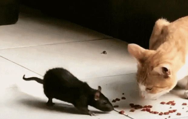 猫抓老鼠的叫声