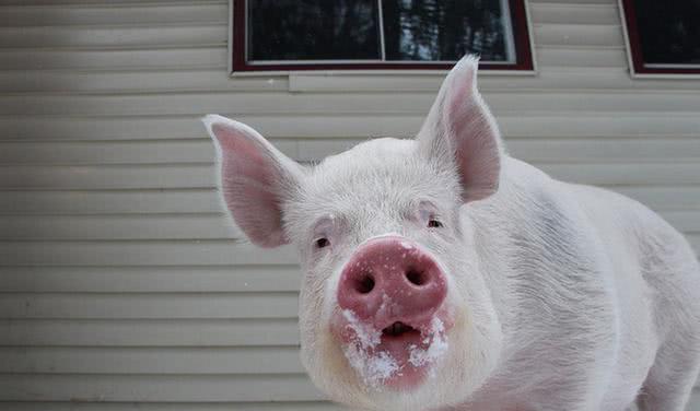 这家人买了一只宠物猪带回家,2年时间过去了全家都惊呆了!