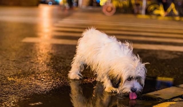 人类的善良和友好 或许是流浪动物们 最后的 稻草 流浪狗 人类 丧家犬 新浪新闻