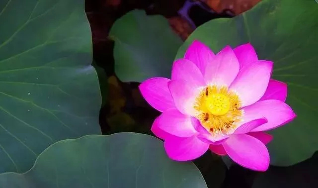 后屯、宿城、无盐、赤脸店…东平这些地名都