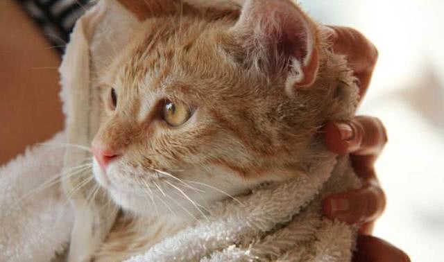 多久给猫咪洗一次澡合适？该不该拿去宠物店去洗？