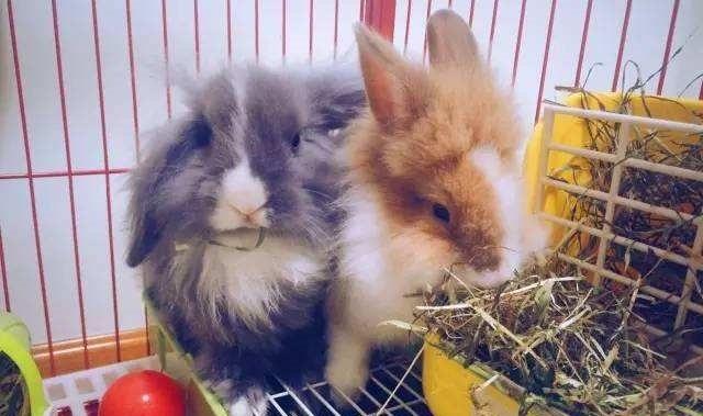 兔子最喜爱的食物排行,你家兔子爱吃什么