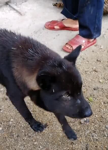 狗狗玩蛇被咬,变成猪头大黑哥,大伙都要笑弯了腰!