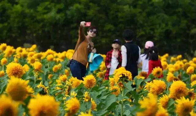 三亚有一片向日葵花海,正惊艳绽放,春节待你而来!