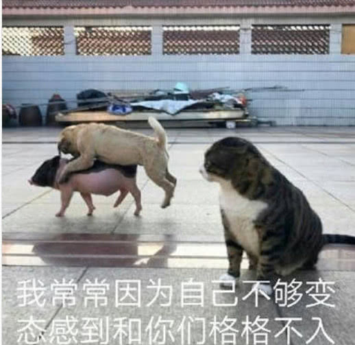 小猫咪,在线吼人:我常常因为不够优秀,而感觉和你们格格不入!