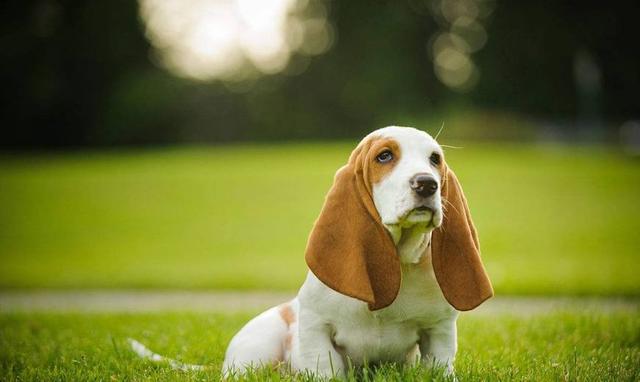 盘点六种常见的短腿狗:第一位已成为小短腿的