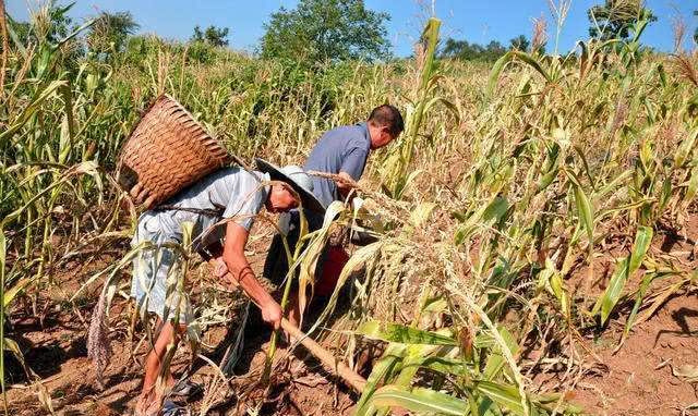 农民年过70,为啥还不退休?辛辛苦苦种地为了啥?|土地|老人|大伯_新浪网