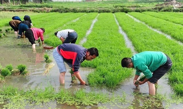 盐碱地水稻如何管理,老农民20多年经验之谈,种田人都服气