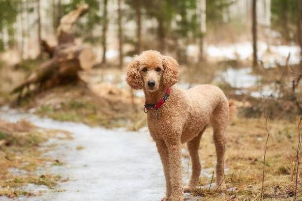 贵宾犬各种训练方法，坐下，敬礼，让你的狗狗与众不同
