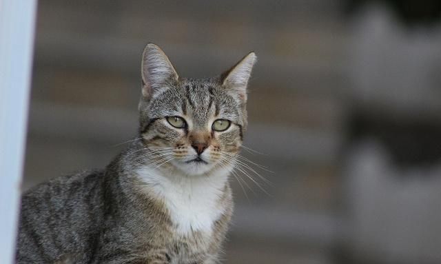 中外文学作品中的猫是什么样的呢 感兴趣的话快来