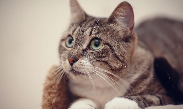 蓝猫偷看狸花猫吃饭,眼神楚楚可怜