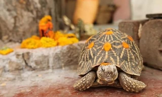 龟好养活？｜ 谣言粉碎机