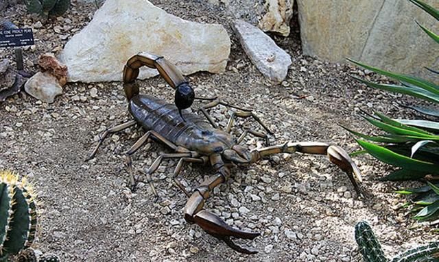 毒蝎就足以令人畏惧,四亿年前的蝎子祖宗