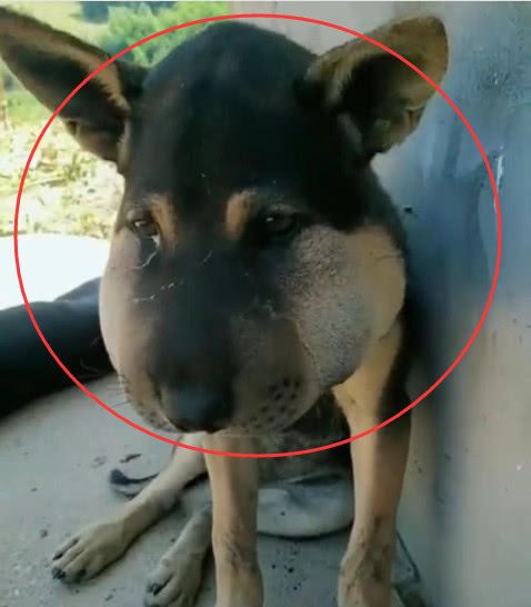 狗狗总招惹蜜蜂，但这次狗狗的模样，却吓的宠主赶紧抱去找兽医！