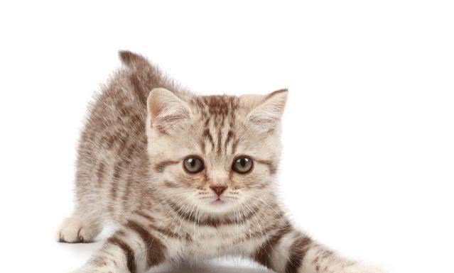 多久给猫咪洗一次澡合适？该不该拿去宠物店去洗？