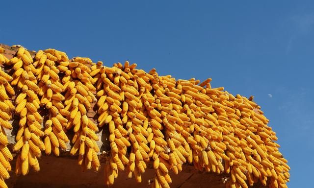 2018年新玉米刚上市价格就迅速上涨 市场到底