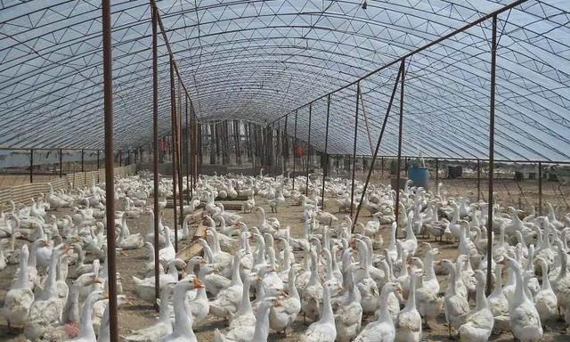 大棚虽然简陋,用于养鹅灵活简便,也有可取之处