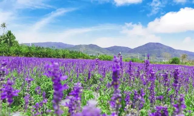 三亚有一片向日葵花海,正惊艳绽放,春节待你而来!