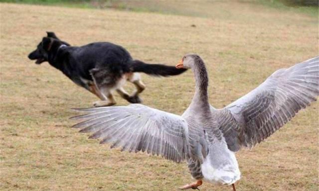 成语鹅什么会_成语故事简笔画(3)