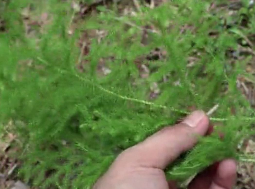 这种植物"铺地蜈蚣"农村娃都应该见过,药用价值极高,你见过没