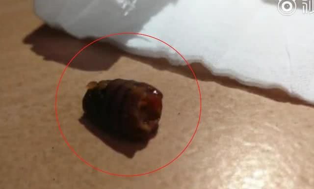 网购卫龙辣条火锅吃出虫子 客服:是香茅草 发胀之后就