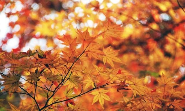 栖字是读qi还是xi?你知道南京栖霞山的