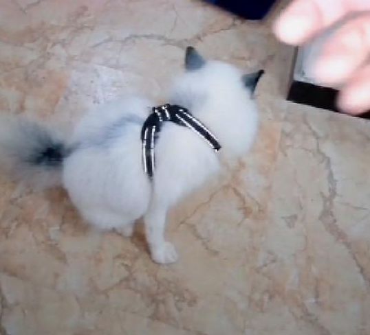 主人网购一只二哈,它不拆家不长肉是假的?网友们一看却不淡定了