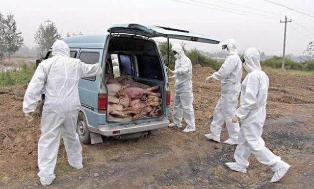 非洲猪瘟疫情最新信息,官方辟谣