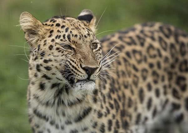 世界上十大稀有动物,全球稀有动物你都知道哪些?|华南虎|长臂猿|美洲狮_新浪网