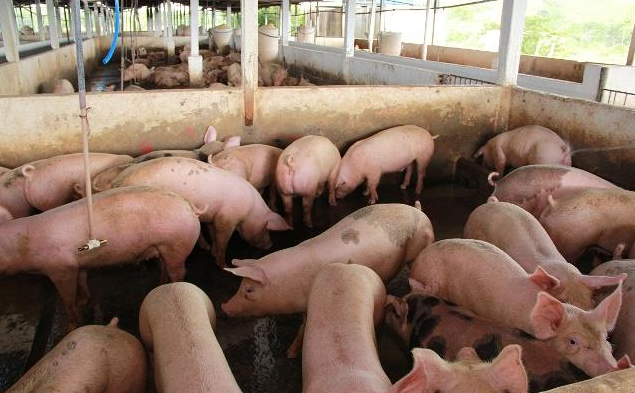 蓝耳病为什么这么难控制，养猪人知道吗？